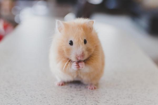 Como saber se meu hamster tem ácaros - Passo 2