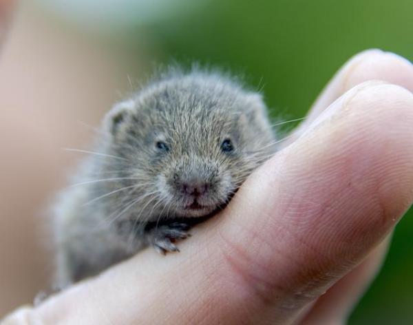 Como saber se meu hamster tem ácaros - Passo 4