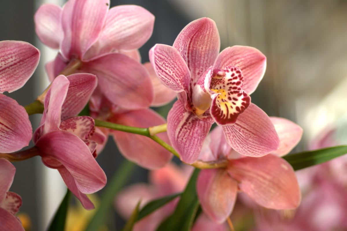 Como fazer florir orquídea Cymbidium - cuidados específicos