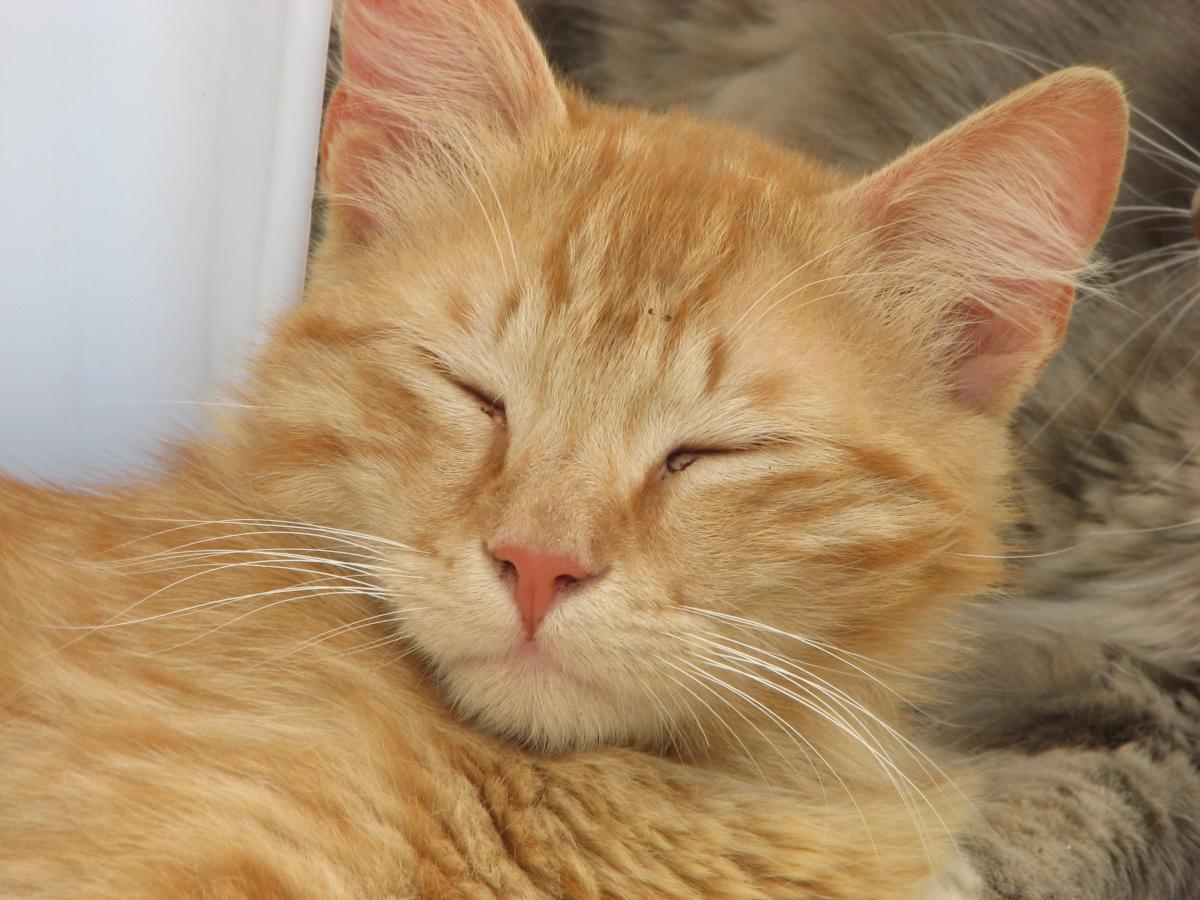 Como saber se meu gato é cego