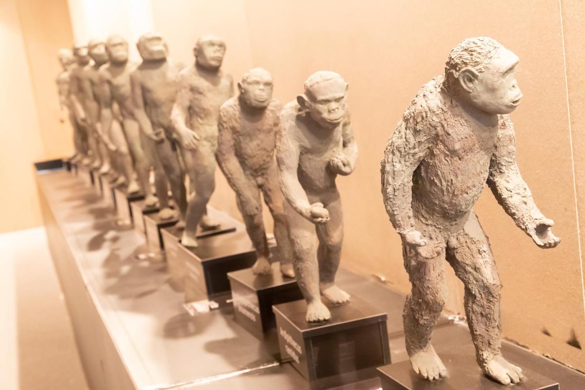 Homo sapiens e neandertais: diferenças