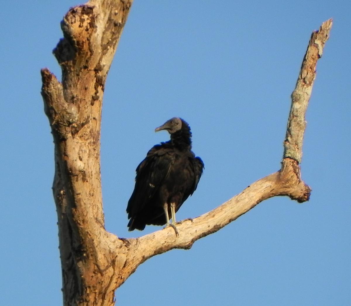 Como espantar urubus