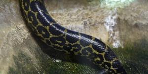 Qual é a diferença entre serpente, cobra e víbora