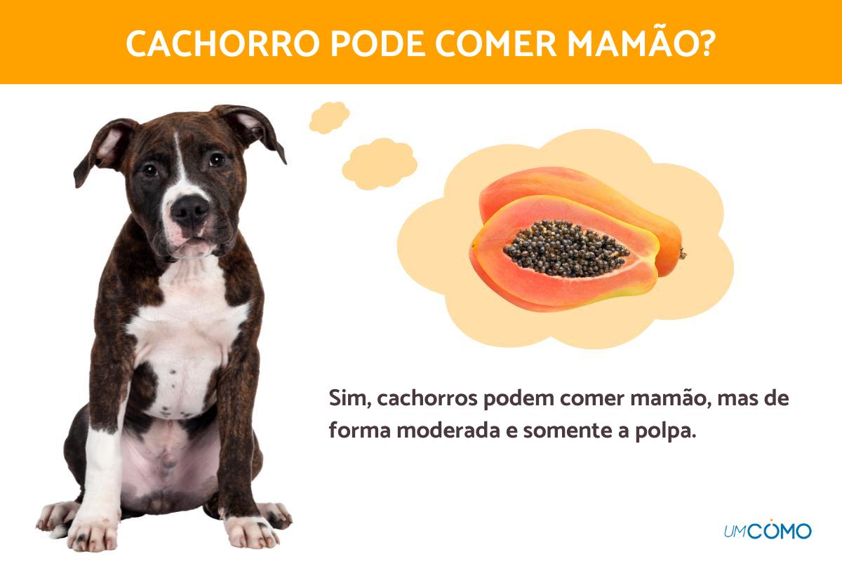 Cachorro pode comer mamão?