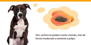 Cachorro pode comer mamão?