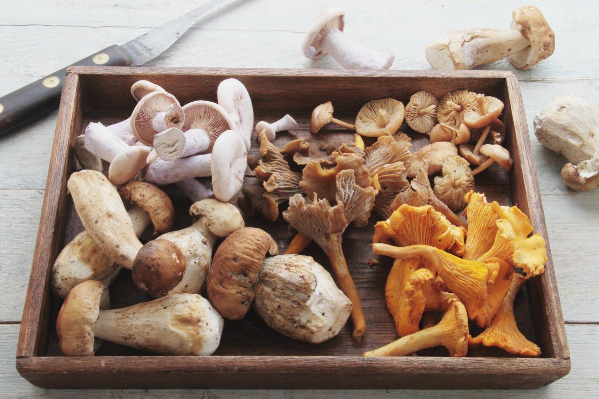 Cogumelo é proteína?