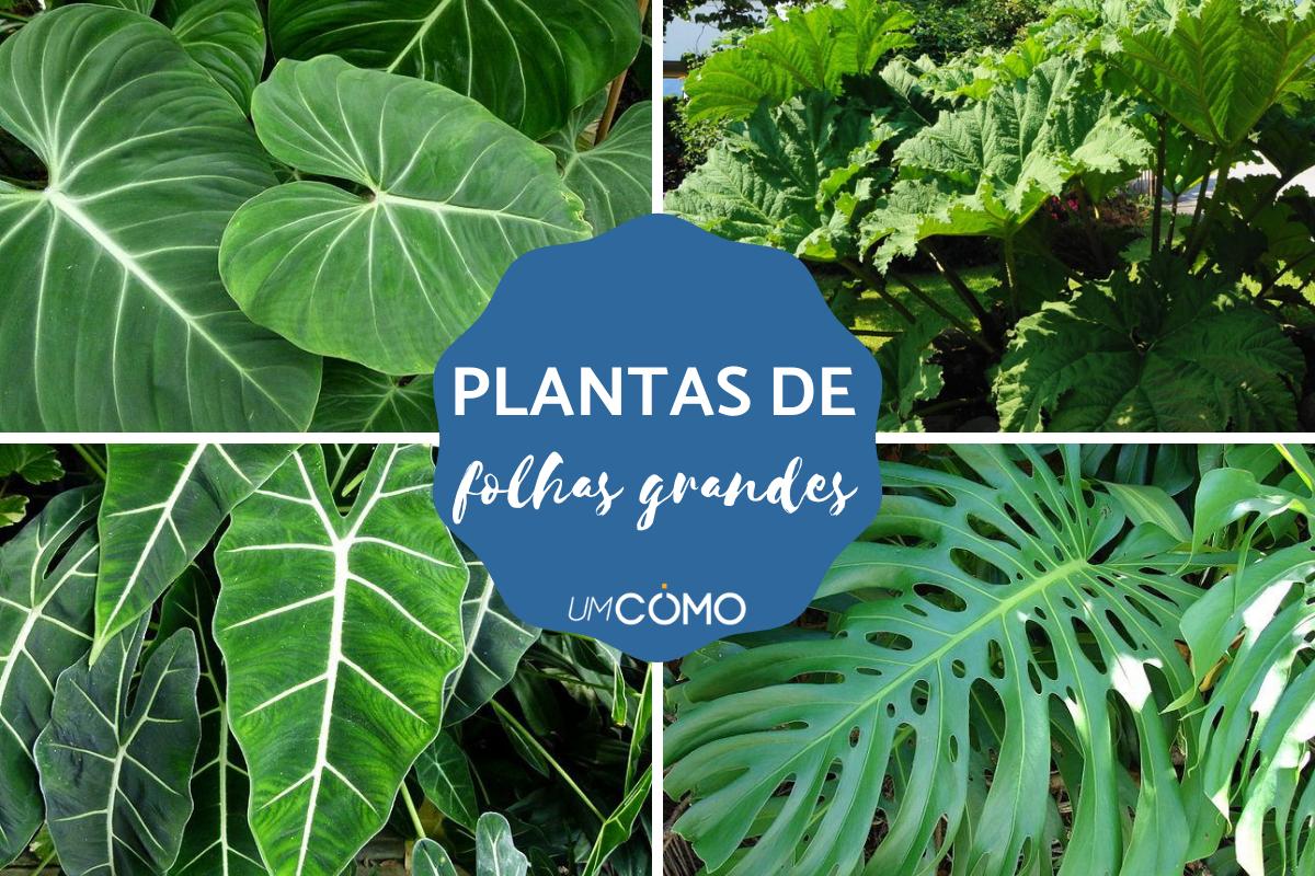 Plantas de folhas grandes