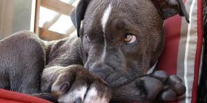 Quais são as raças de Pit bull