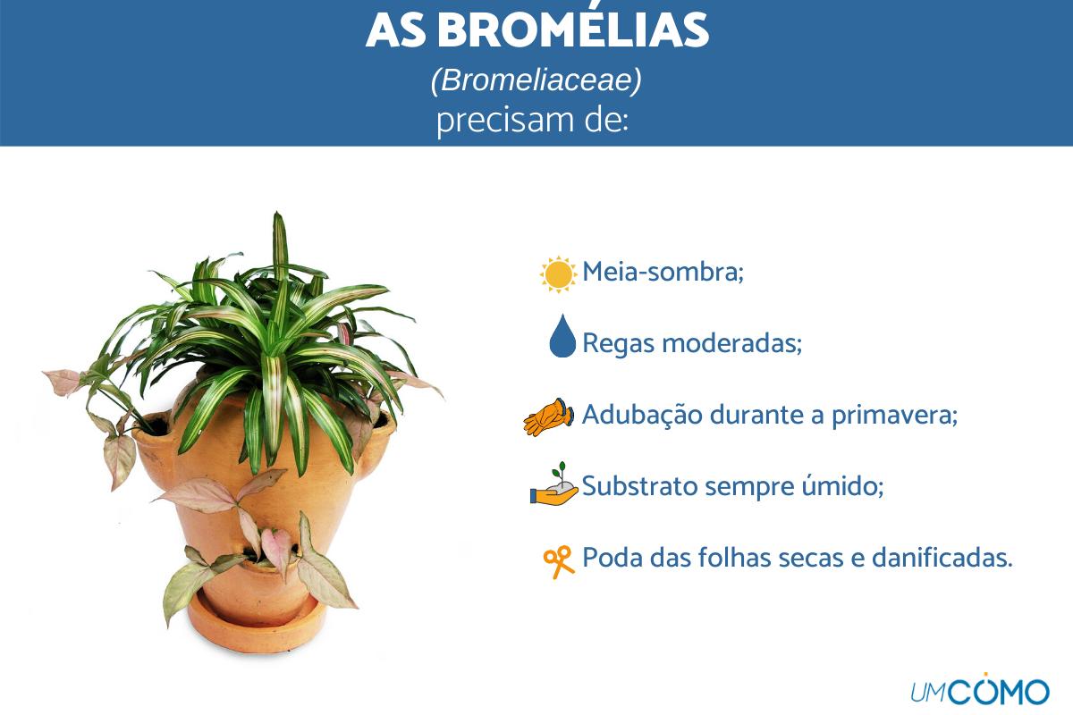 Como cuidar de uma bromélia