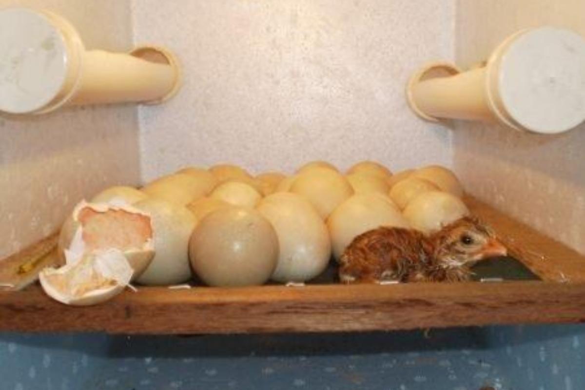 Como fazer uma chocadeira