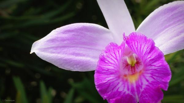Como plantar orquídea bambu em vaso - guia completo