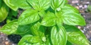 Quais são os tipos de ervas aromáticas