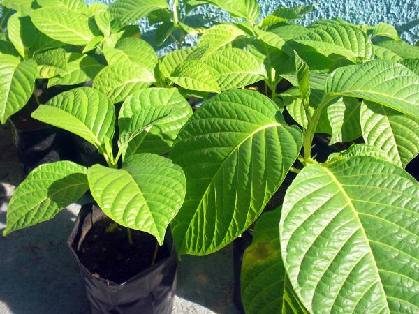Como plantar maracujá - Passo 1