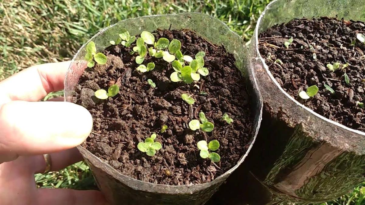 Como cuidar de alface em vaso - o guia definitivo!