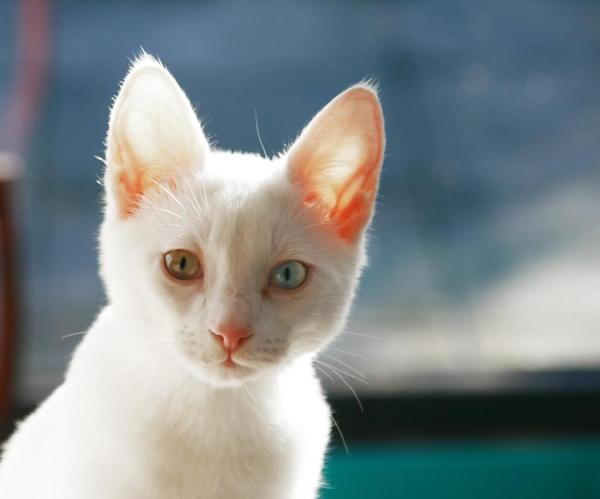 Como saber se meu gato é albino