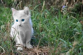 Como saber se meu gato é albino - Passo 2