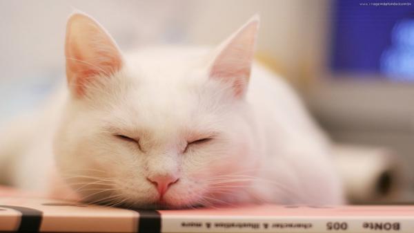 Como saber se meu gato é albino - Passo 4