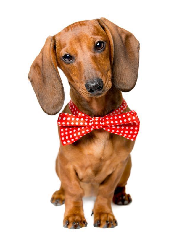 Como cuidar de um cachorro salsicha