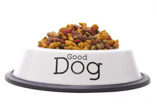Como cuidar de um cachorro salsicha - Passo 2