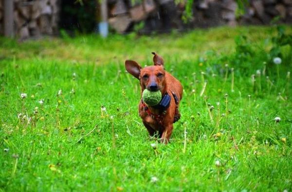 Como cuidar de um cachorro salsicha - Passo 4