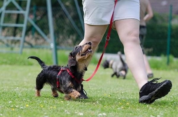 Como cuidar de um cachorro salsicha - Passo 5