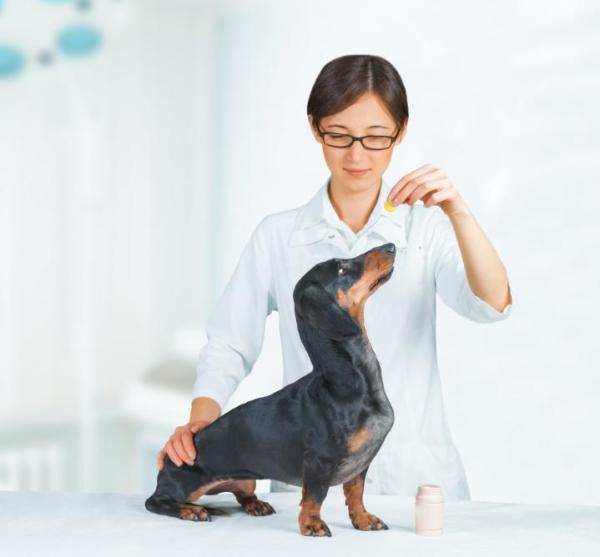 Como cuidar de um cachorro salsicha - Passo 7