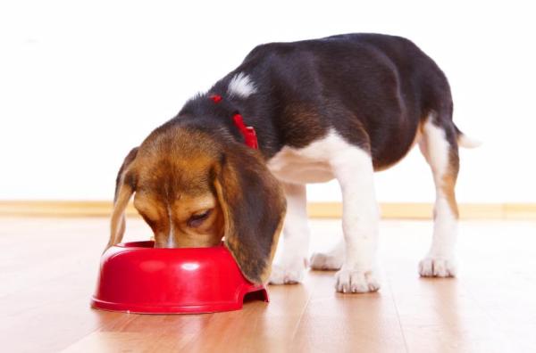 Remédios caseiros para a diarreia em cães - Passo 4