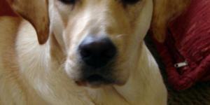 Como cuidar de um cachorro labrador