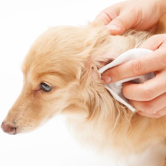 Dicas para limpar as orelhas de cachorro
