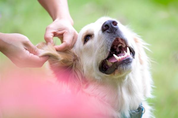 Dicas para limpar as orelhas de cachorro - Passo 1