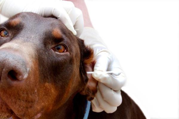 Dicas para limpar as orelhas de cachorro - Passo 6