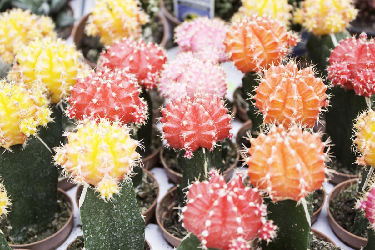 Como fazer cactos coloridos - Tudo sobre eles!