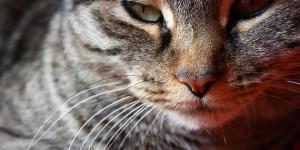 Quanto dura a gestação de uma gata