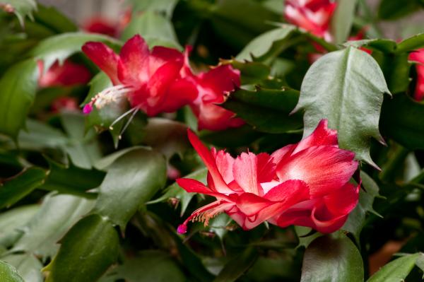 Como cultivar Flor de Maio - Passo 1