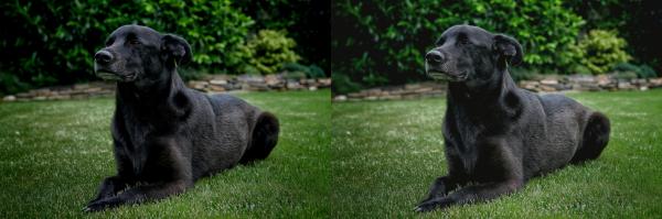 Como clarear fotos escuras - Clarear foto online com o Fotor