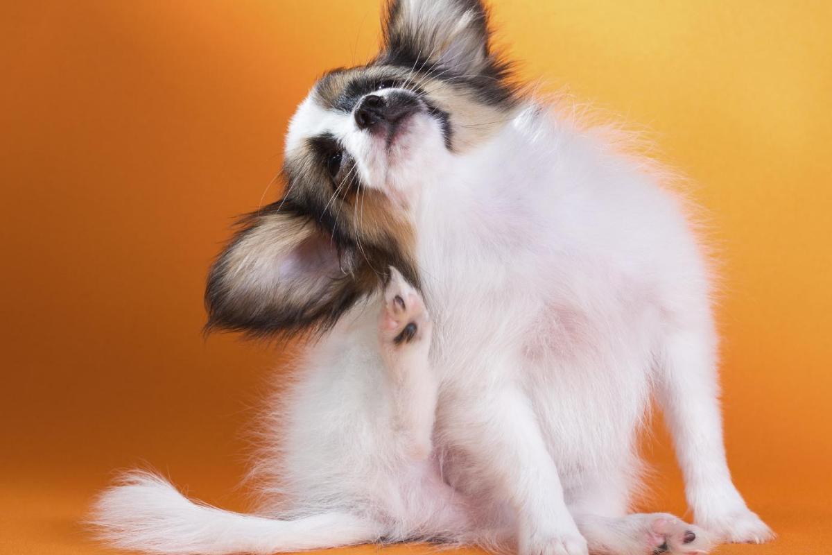 Remédios caseiros para a dermatite atópica em cães