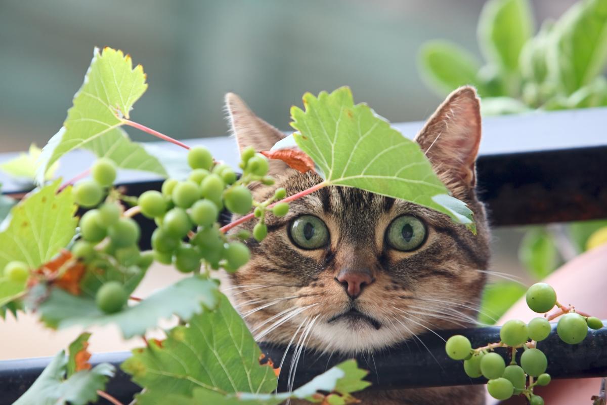 Gato pode comer uva?