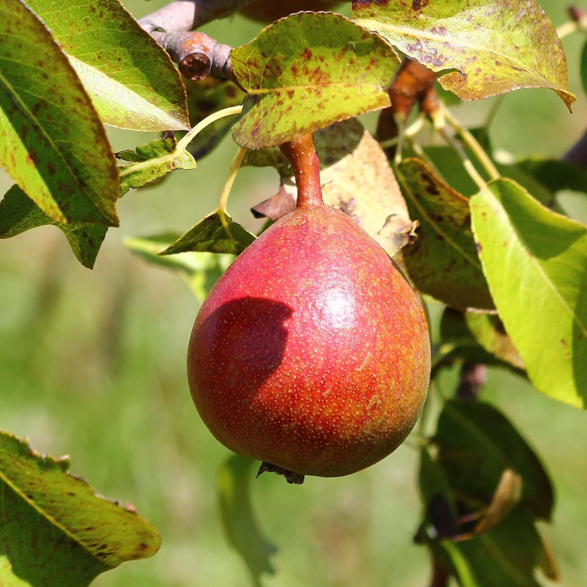 Como fazer pera em conserva