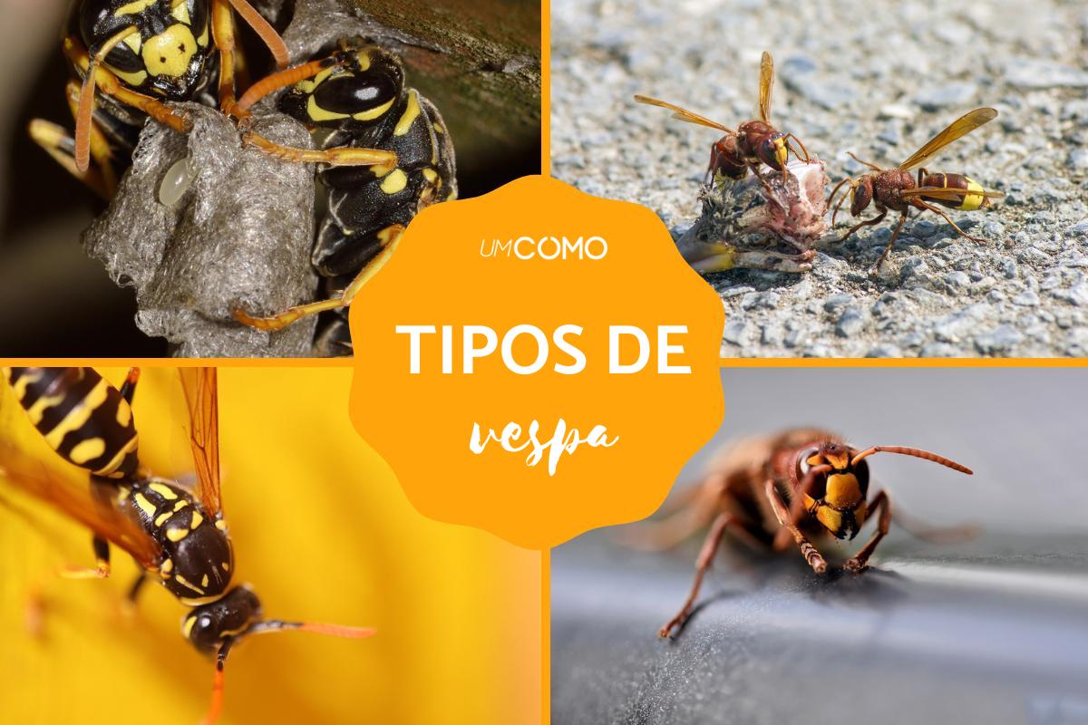 Tipos de vespa