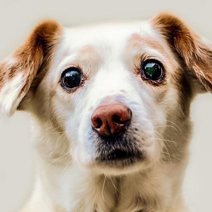 Remédios caseiros para o glaucoma em cachorros