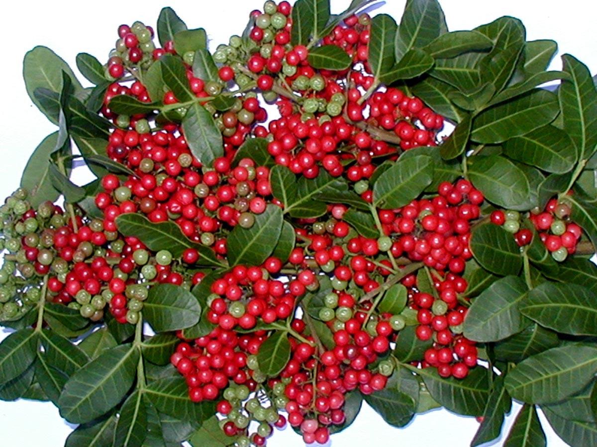 Como fazer sabonete de aroeira