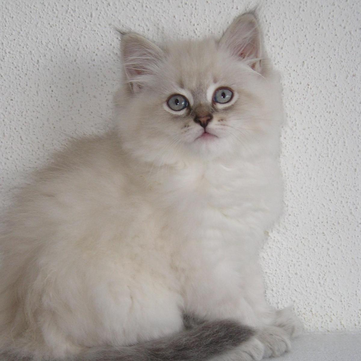 Como é um Gato Siberiano