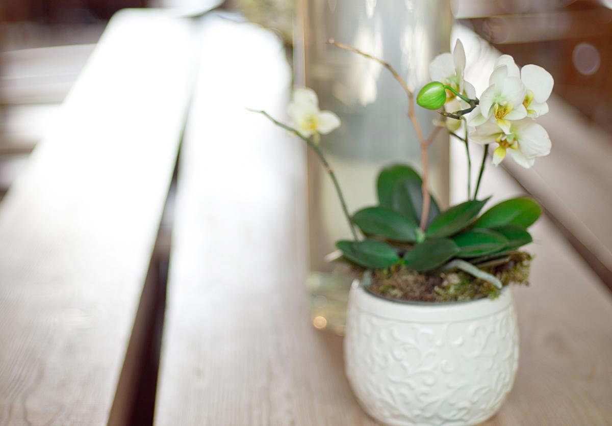 Como cuidar de mini orquídeas