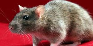O que significa sonhar com ratos
