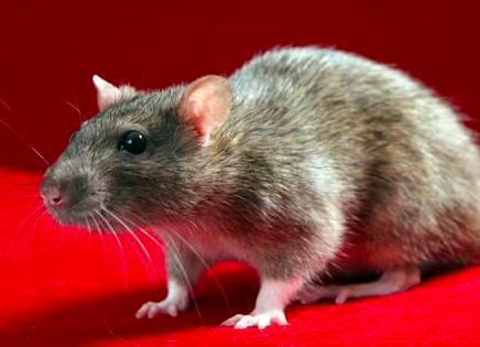 Como fazer uma gaiola para hamster - Os tanques não são uma boa ideia