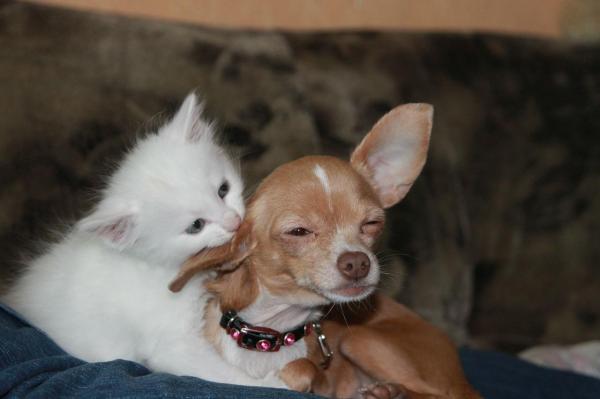 Como funciona o microchip em animais - Passo 3