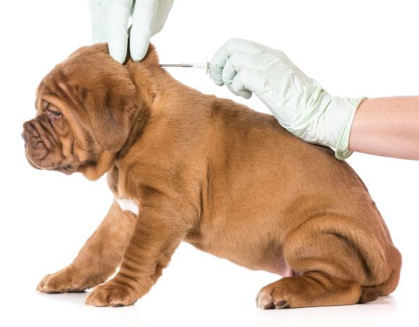 Como funciona o microchip em animais - Passo 8