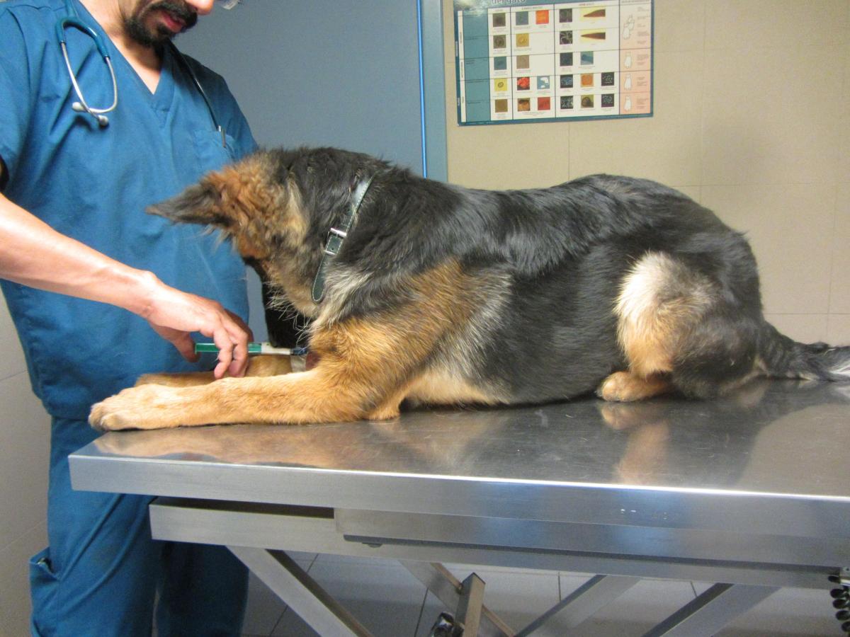 Como tratar a paralisia em cães