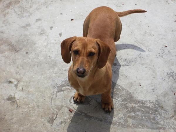Quanto deve pesar um cão salsicha