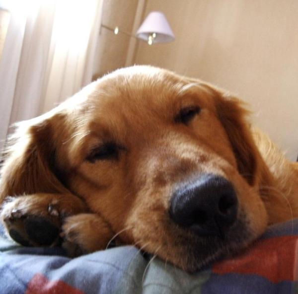 Como evitar que meu cachorro suba nos móveis